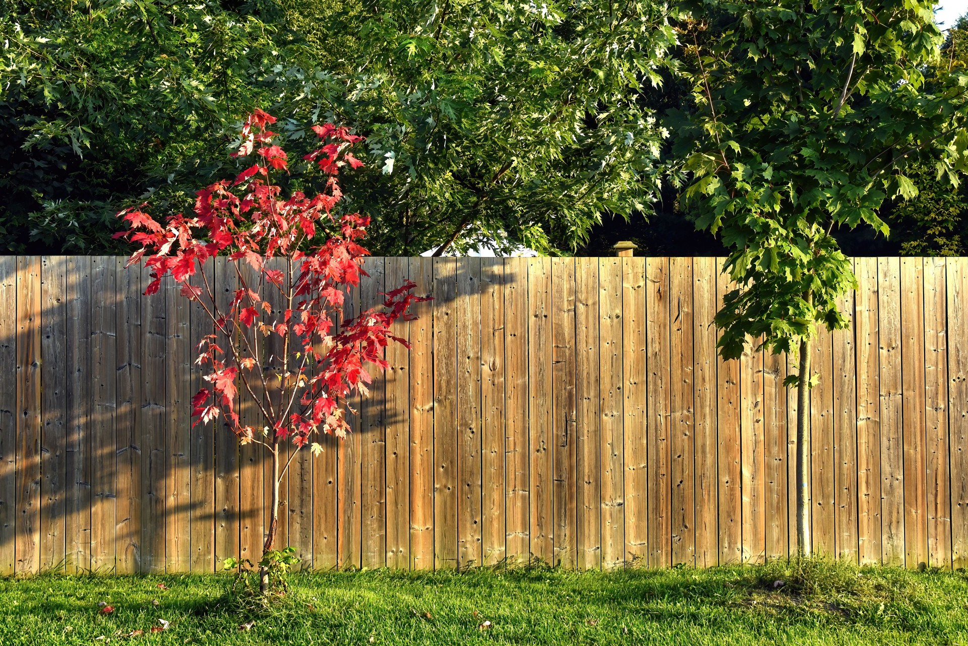 Two sapling maple trees, one red, one green in summer. Fence by Rejuvenation Renovations.